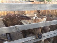 -北京鹿世界主题园