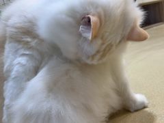 -藏猫猫咖啡主题馆(中央大道店)