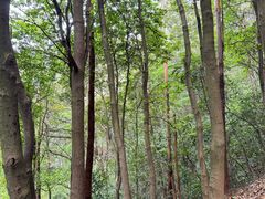 -火炉山森林公园