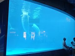 -海合安成都极地海洋公园
