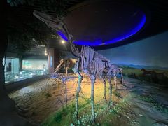 -安徽省地质博物馆