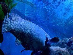 -上海海洋水族馆