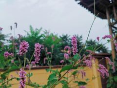 -武清南湖绿博园