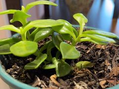 -梁溪河畔·吉府花园(南长街南下塘店)