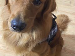 -爱侣宠医·鹦鹉专科·小型哺乳类·异宠专科(灵石路店)