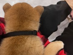 -柴犬小屋·柴餐厅·狗咖食堂(金鼎广场店)