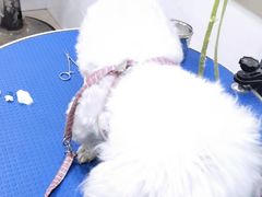 -佳雯宠物医院(金华南路分院)