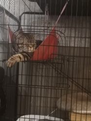 -幸运7纹身刺青Lucky7tattoo