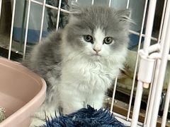 -萌宠之家·腊肠犬·马尔泰·小体犬舍