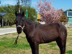 -天王浮山樱花园