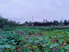 景点-三圣花乡旅游区