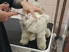 -FAELING PETS美天灵宠物(富力广场店)