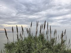 -贡湖湾湿地公园