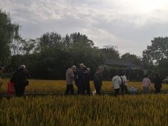 -溱湖国家湿地公园