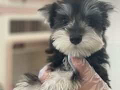 -翊宠yipet猫狗购宠庄园犬舍•猫舍