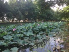 -长白岛森林公园