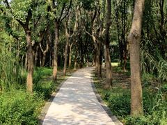 -昆山城市生态森林公园