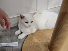 -楼上猫咖(罗湖店)