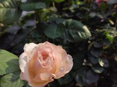 -人民公园(罗湖区)