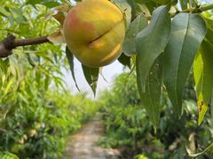 -樂桃源奉贤黄桃种植采摘基地