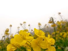 android_upload_pic-广州市石门国家森林公园