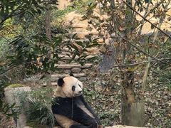 -中国大熊猫保护研究中心雅安碧峰峡基地