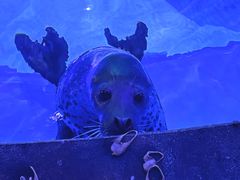 -上海海昌海洋公园