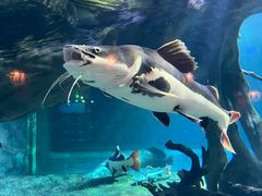 -华夏文旅海洋公园