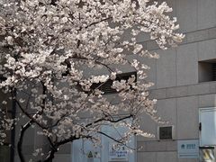 -新湖明珠城
