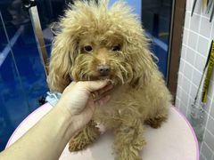 -FAELING PETS美天灵宠物(富力广场店)