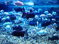 -成都浩海立方海洋公园