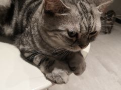 -猫儿山۰猫主题餐厅