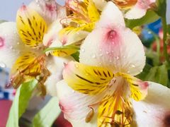 -昆明国际花卉拍卖交易中心