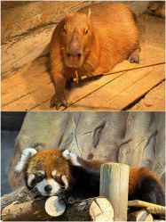 -Zoolung Zoolung动物主题公园(海信广场店)