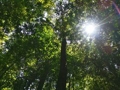 -铁山坪森林公园