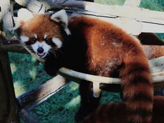 -西霞口神雕山野生动物世界