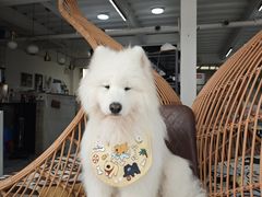 -星多哈·狗咖·拼豆·咖啡