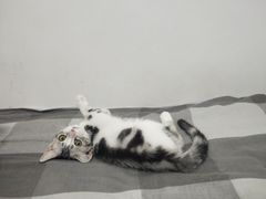 -喵zoo家庭繁育猫舍(尖东智能花园店)