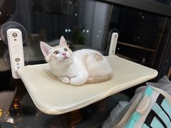 -宠福鑫康馨动物医院·骨科·眼科