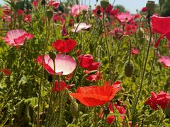 -白塔湖国家湿地公园