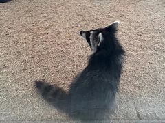 -海合安武汉极地海洋公园