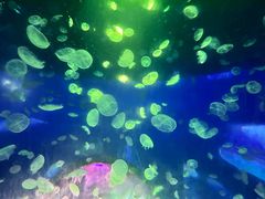 -江和美海洋公园