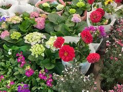 -双季花艺园艺市场(浦东店)