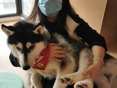 -Husky Go! 哈士奇体验馆·宠物咖啡厅狗咖