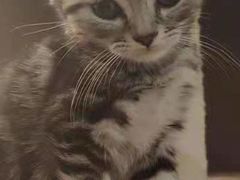 -爱诺耐芙动物医院(万博店)