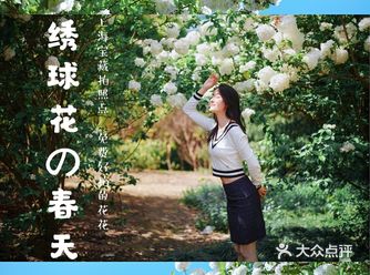上海旅行攻略|只有附近本地人才知道的绣球花地