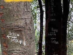 -黄埔油麻山森林公园