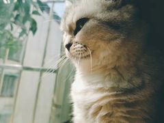 -瑞派动物医院·绝育·犬猫全科·预防医学(光景江南中店)