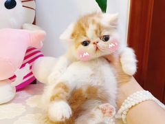 -喵百万·布偶·蓝金金渐层英短·猫舍(百子湾店)