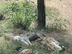 -大连森林动物园